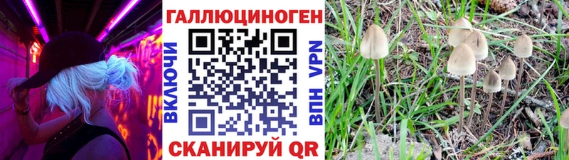 Псилоцибиновые грибы Cubensis  где можно купить наркотик  Аша 